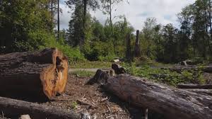 How Our Tree Care Process Works  in  Nooksack, WA