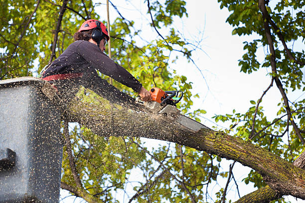 Nooksack, WA  Tree Services Company